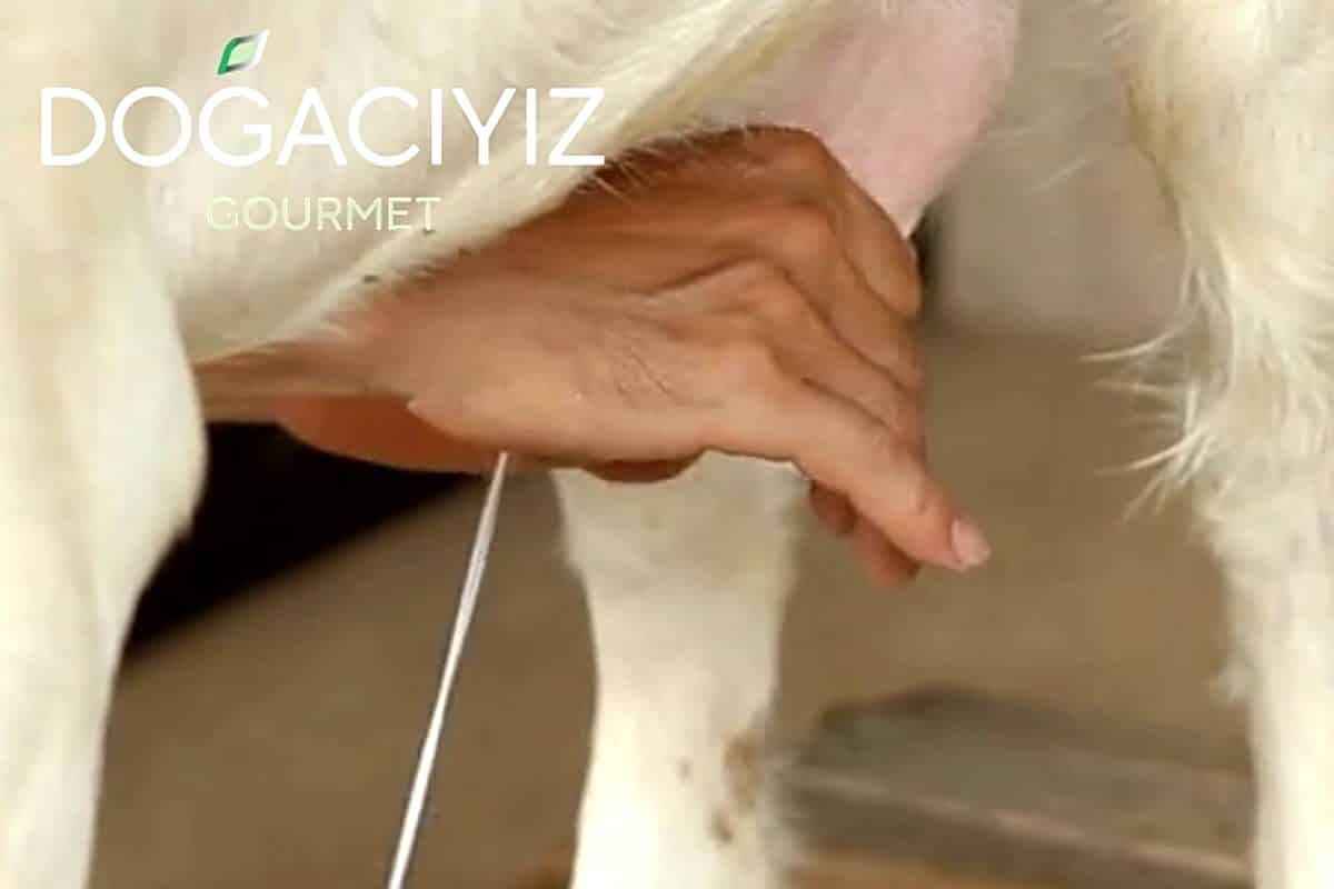 tuzlu yogurt yapimi icin keci sutunden sut alırken 