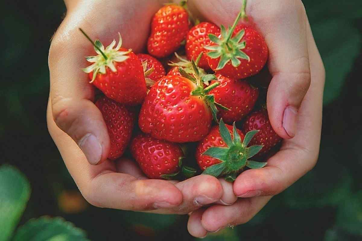 tarlamızdan ilkbahar meyvelerimizden çilek