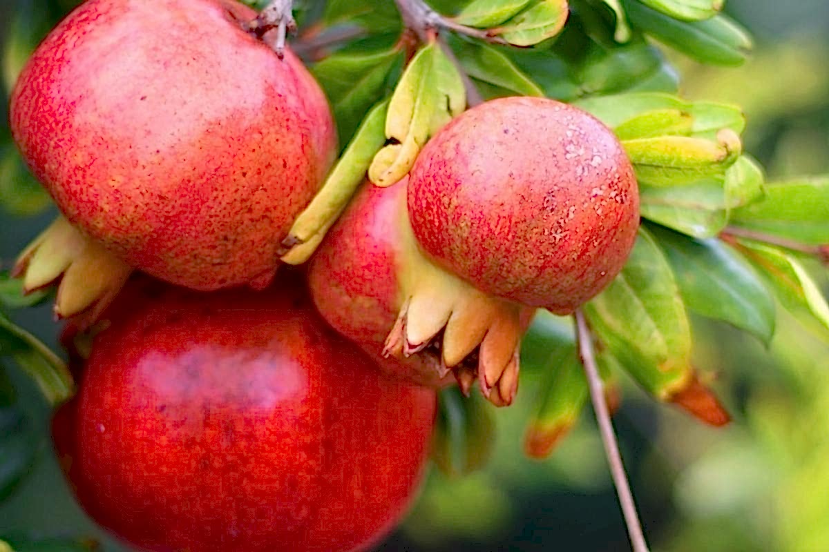 doğadan sonbahar meyvelerimizden nar