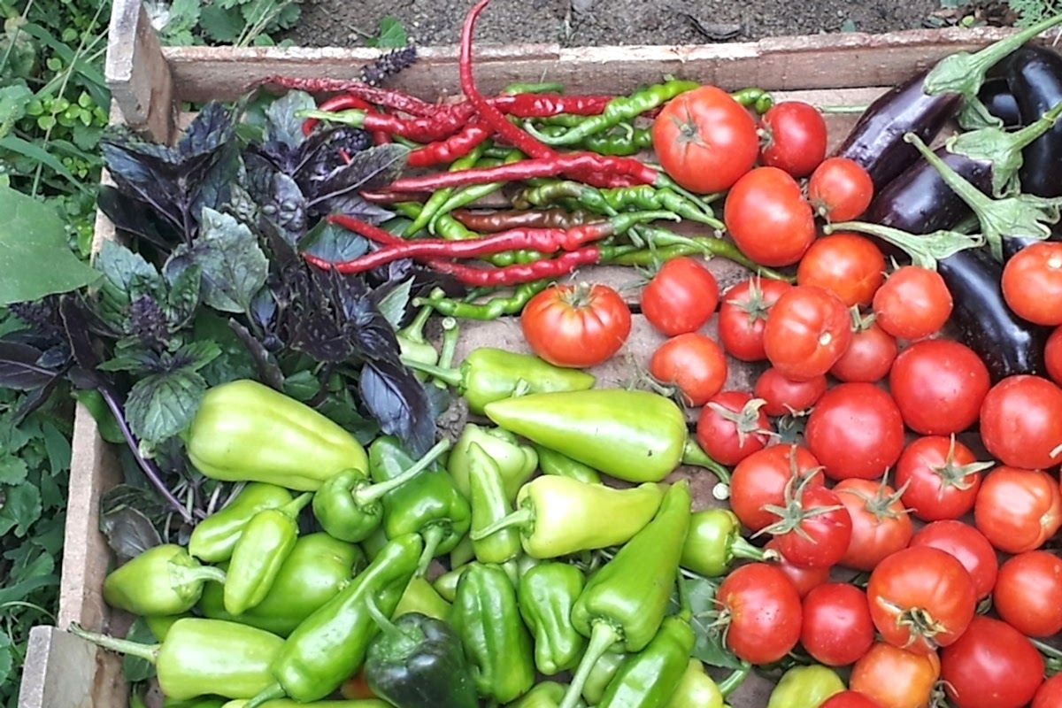 tarlalarımızdan yazlık meyve ve sebzelerimiz